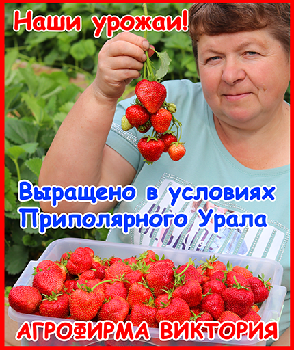 Выбор места, подготовка грунта и схема высадки
